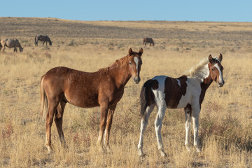 Fototapeta na wymiar Cute Wild Horse Foals