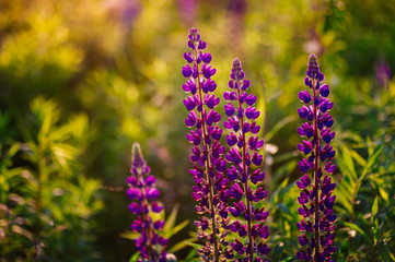 beautiful blue and violet lupines in rural field at sunrise (sunset). natural floral background