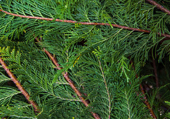 Green organic ornament. Thuja, cedar branch and leaves, nature background in snow, winter.
