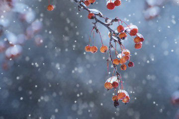 Red berries in the ice and and snowflakes fall. The mood of the winter holidays. 
