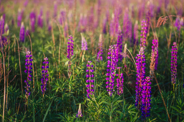 beautiful blue and violet lupines in rural field at sunrise (sunset). natural floral background