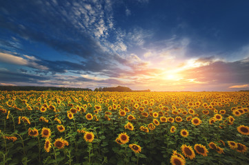 Obraz premium summer landscape. sunny field of sunflowers on sunset
