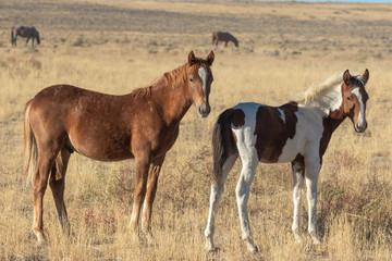 Fototapeta na wymiar Cute Wild Horse Foals