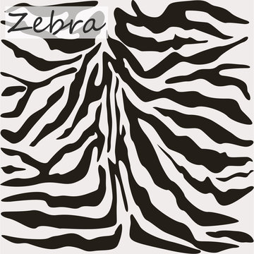  Abstract pattern skin or fur animal, camouflage skin of Zebra. Vector illustration.