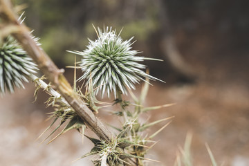 Beautiful green spines heads of plant, blooming with white flowers. 