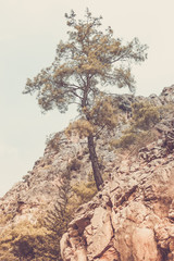 Fototapeta na wymiar One beautiful tall pine growing among mountains.