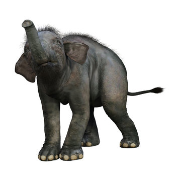 3D Rendering Indian Elephant Baby on White