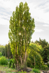 landscape with trees and blue sky