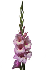 Gladiolus flower isolated on the white background