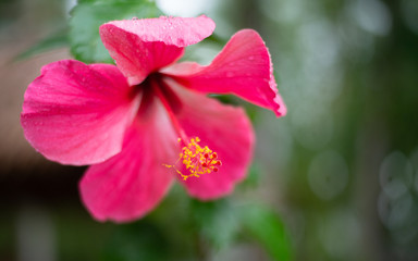 Obraz premium red hibiscus flower