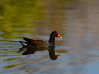 Common Gallinule with Reflection Swimming on the Pond