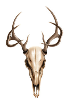 Realistic textured deer skull with horns vector illustration