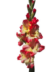 Fototapeta premium Gladiolus flower on the white background