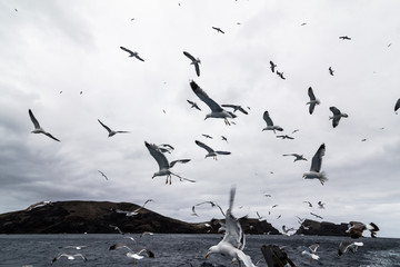 Dozens of seagulls flying high or in a distance in the middle of the Atlantic Ocean
