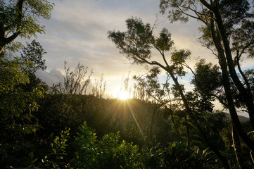 Sunset behind the Tantalus mountain past tropical silhouette of trees