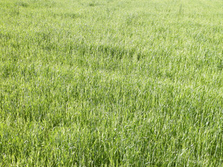 Green grass as background.