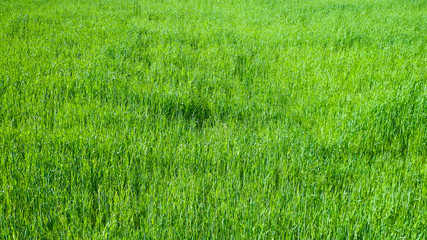 Green grass as background.