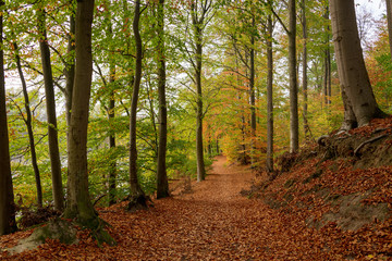 Spaziergang am Rosensee bei Raisdorf in Schleswig-holstein in einem Buchenwald im Herbst