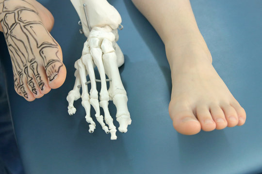 human foot with drawing bones on the skin, foot without drawing,and model of human foot - comparison