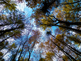 Forest, autumnal trees against blue sky nature background.