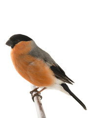 male  bullfinch on a white