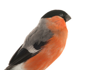 portrait male bullfinch on a white