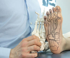 presentation of human foot with drawing of bones on the skin, and model of foot - comparison