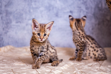 the kitten is the F1 Savannah Hybrid Serval and Savannah.