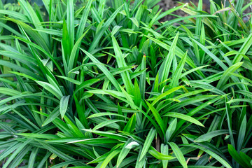Pandanus In the garden pandanus are herb characteristic fragrant aroma of pandan is caused by the aroma compound 2-acetyl-1-pyrroline.