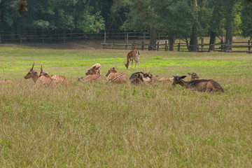 Damhirsch-Herde im Wildpark