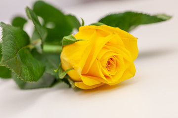 Yellow rose on white background, isolated