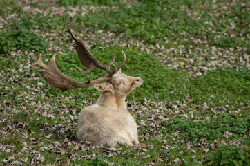 Weißer Damhirsch im Herbstlaub