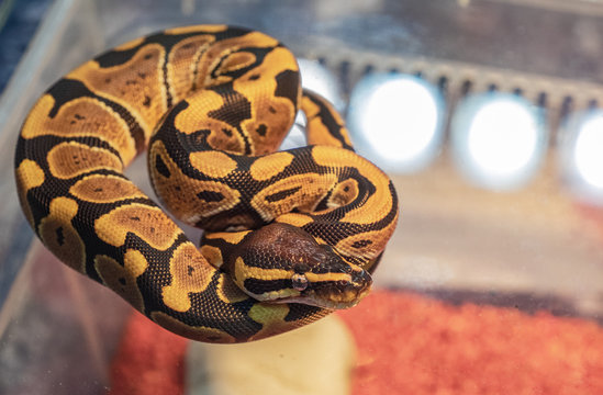 royal python mantle is generally light brown, with darker designs and with black side bands