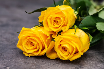 Obraz premium Yellow roses on on dark background