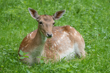 Damhirsch-Kuh im Gras