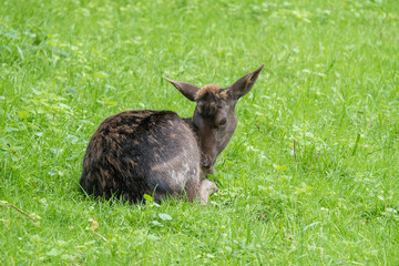Damhirsch (Dama dama) putzt sich