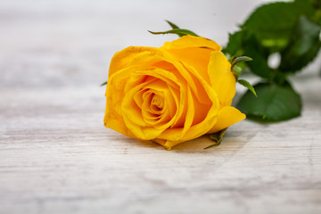 Naklejka premium Yellow rose on light background
