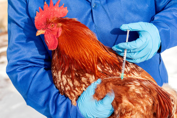Female veterinarian in blue gloves and uniform makes injection of red cock, vaccination, chicken...