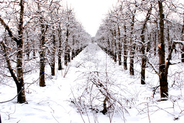 apple orchard under the snow, winter landscape