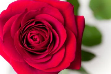 Red rose with leaves on a white background. top view. copy space.