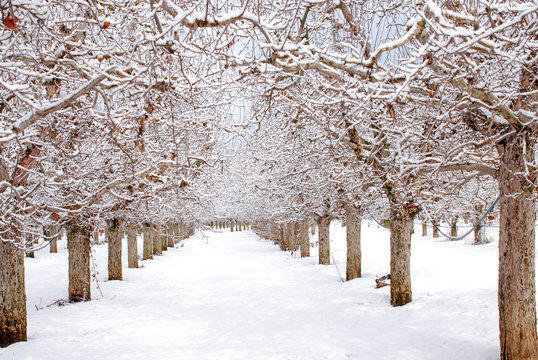 apple orchard under the snow, winter landscape