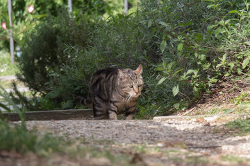 A sad cat is walking in garden.