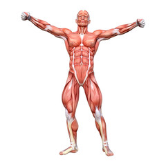 3D Rendering Male Anatomy Figure on White