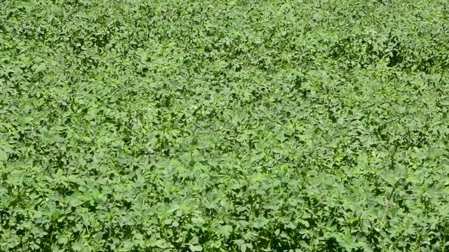 PLANTA EN HUERTO