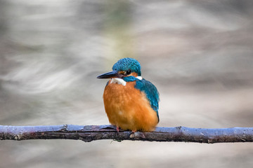 A Common Kingfisher sitting on a branch at Musashiseki Park in Tokyo, Japan.