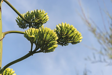 fiore di agave gigante