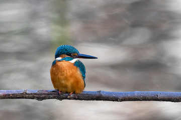 A Common Kingfisher sitting on a branch at Musashiseki Park in Tokyo, Japan.