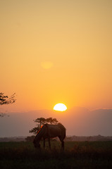 portrait shot of horse grazing at sunset