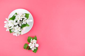 White spring apple tree blooming flowers in a cup