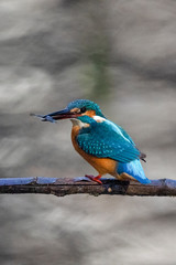 A Common Kingfisher sitting on a branch at Musashiseki Park in Tokyo, Japan.